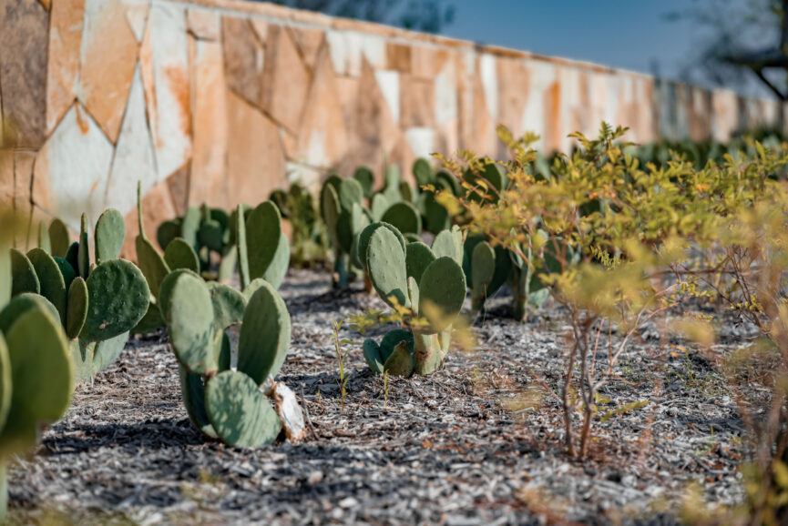 Close-up view of prickly pear cactus and desert shrubs growing beside a decorative stone wall.