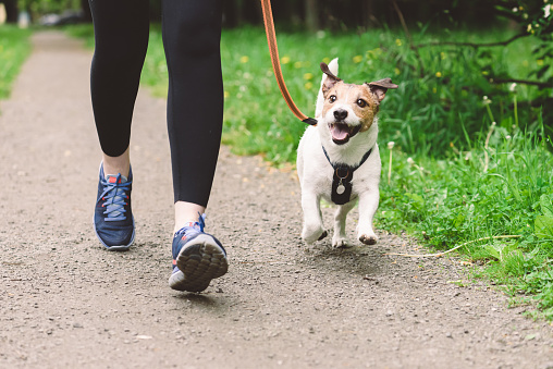 Person walking a small, happy dog on a leash along a paved path surrounded by green grass and trees.