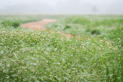 A dirt trail winding through a misty field of tall grass and wildflowers on a foggy morning.